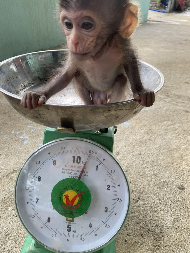 Sự hồi sinh của chú khỉ con có mẹ bị bắn chết khi nó mới 1 tháng tuổi- Ảnh 2.