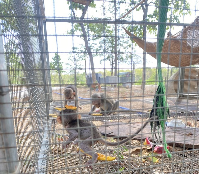 Sự hồi sinh của chú khỉ con có mẹ bị bắn chết khi nó mới 1 tháng tuổi- Ảnh 4.