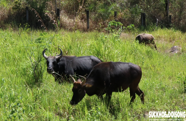 Cuốn hút với đàn động vật lai quý hiếm ở Việt Nam- Ảnh 4.
