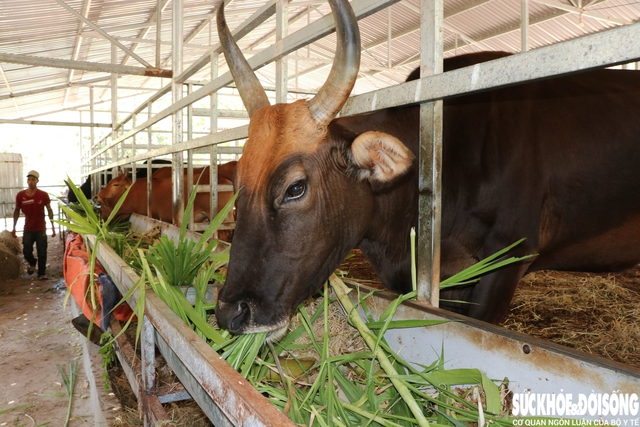 Cuốn hút với đàn động vật lai quý hiếm ở Việt Nam- Ảnh 3.