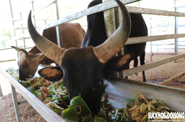 Cuốn hút với đàn động vật lai quý hiếm ở Việt Nam- Ảnh 2.