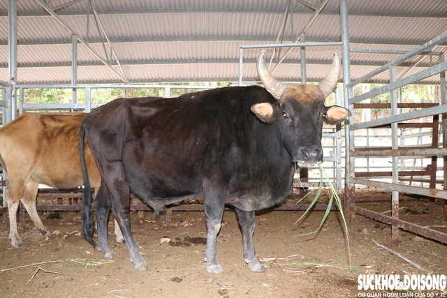 Cuốn hút với đàn động vật lai quý hiếm ở Việt Nam- Ảnh 1.