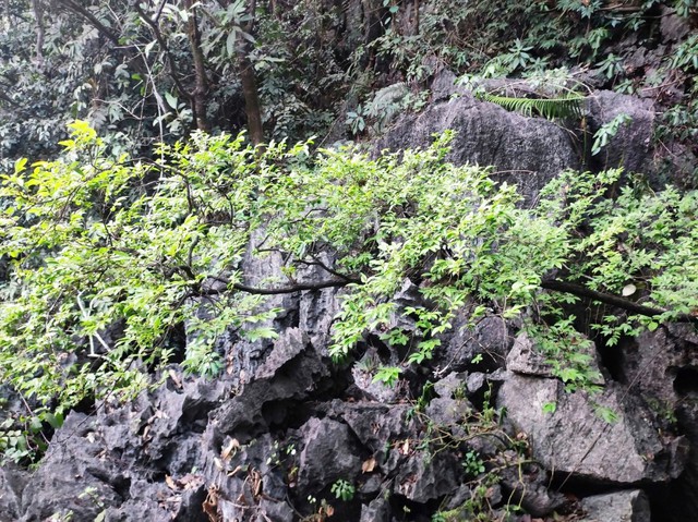 Vì sao cây muội hồng bị cấm khai thác?- Ảnh 1.