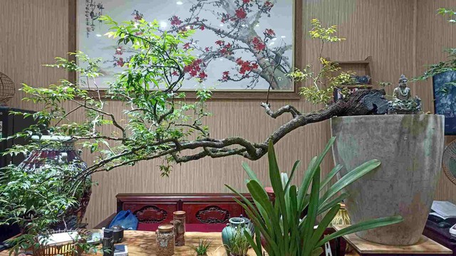 Chiêm ngưỡng voọc mông trắng leo trèo trên cây muội hồng bị săn lùng trong rừng tự nhiên- Ảnh 1. Chiêm ngưỡng voọc mông trắng leo trèo trên cây muội hồng bị săn lùng trong rừng tự nhiên- Ảnh 1.