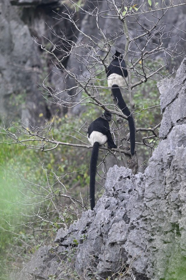 Chiêm ngưỡng voọc mông trắng leo trèo trên cây muội hồng bị săn lùng trong rừng tự nhiên- Ảnh 5. Chiêm ngưỡng voọc mông trắng leo trèo trên cây muội hồng bị săn lùng trong rừng tự nhiên- Ảnh 5.