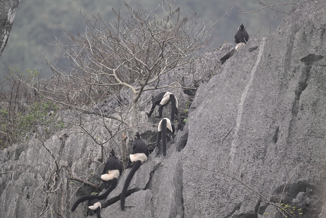 Chiêm ngưỡng voọc mông trắng leo trèo trên cây muội hồng bị săn lùng trong rừng tự nhiên- Ảnh 2. Chiêm ngưỡng voọc mông trắng leo trèo trên cây muội hồng bị săn lùng trong rừng tự nhiên- Ảnh 2.