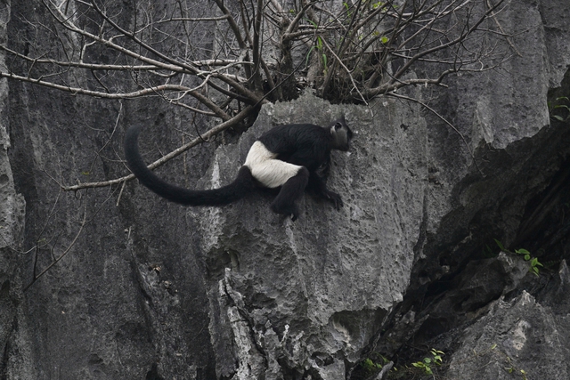 Chiêm ngưỡng voọc mông trắng leo trèo trên cây muội hồng bị săn lùng trong rừng tự nhiên- Ảnh 4. Chiêm ngưỡng voọc mông trắng leo trèo trên cây muội hồng bị săn lùng trong rừng tự nhiên- Ảnh 4.