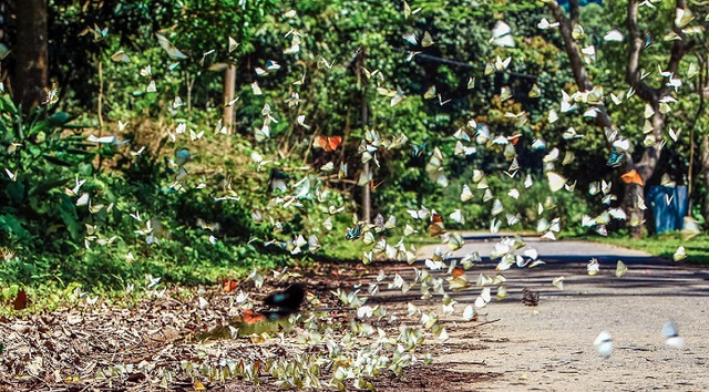 Không nên bắt bướm, xua đuổi bướm bay lên để chụp ảnh ở Vườn quốc gia Cúc Phương- Ảnh 1.