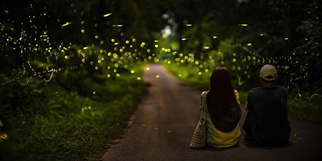 Không nên bắt bướm, xua đuổi bướm bay lên để chụp ảnh ở Vườn quốc gia Cúc Phương- Ảnh 2.