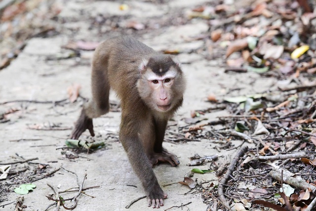 Ở nơi có nhiều loài cây trong Sách Đỏ và dễ gặp động vật quý hiếm - Ảnh 2. Ở nơi có nhiều loài cây trong Sách Đỏ và dễ gặp động vật quý hiếm - Ảnh 2.