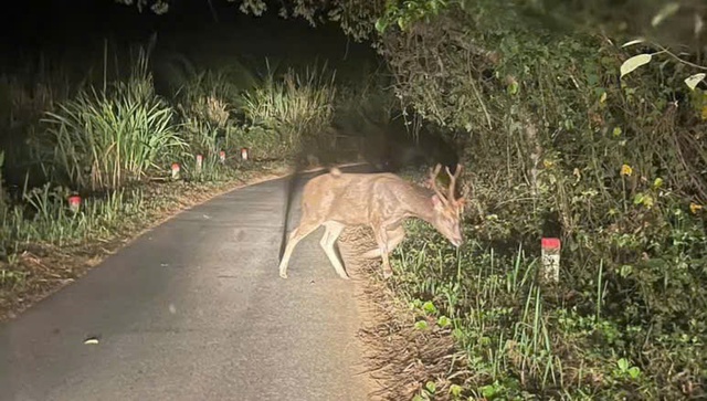 Ở nơi có nhiều loài cây trong Sách Đỏ và dễ gặp động vật quý hiếm - Ảnh 4. Ở nơi có nhiều loài cây trong Sách Đỏ và dễ gặp động vật quý hiếm - Ảnh 4.
