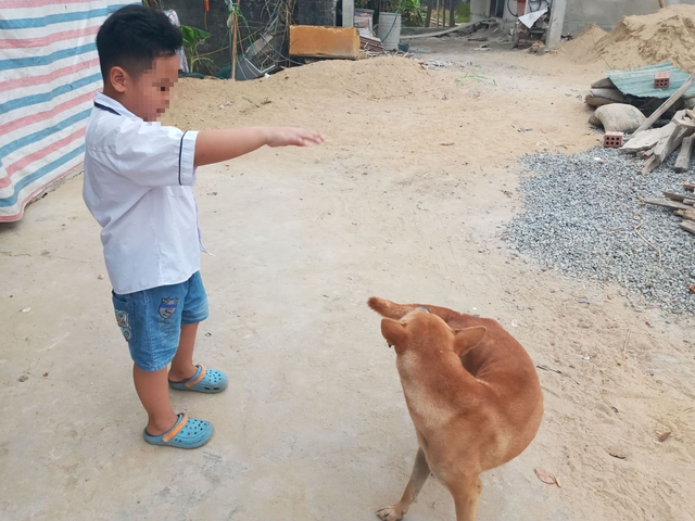 Hà Tĩnh tăng cường phòng chống bệnh dại, cảnh báo từ sự chủ quan- Ảnh 1.