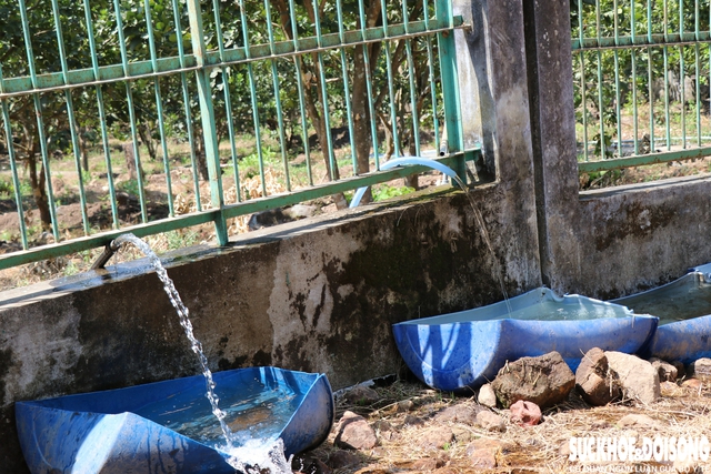 Đàn động vật quý hiếm lai ở Việt Nam được bồi dưỡng như thế nào để vượt qua nắng nóng?- Ảnh 4. Đàn động vật quý hiếm lai ở Việt Nam được bồi dưỡng như thế nào để vượt qua nắng nóng?- Ảnh 4.