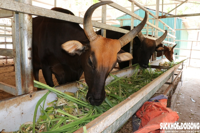 Đàn động vật quý hiếm lai ở Việt Nam được bồi dưỡng như thế nào để vượt qua nắng nóng?- Ảnh 3. Đàn động vật quý hiếm lai ở Việt Nam được bồi dưỡng như thế nào để vượt qua nắng nóng?- Ảnh 3.