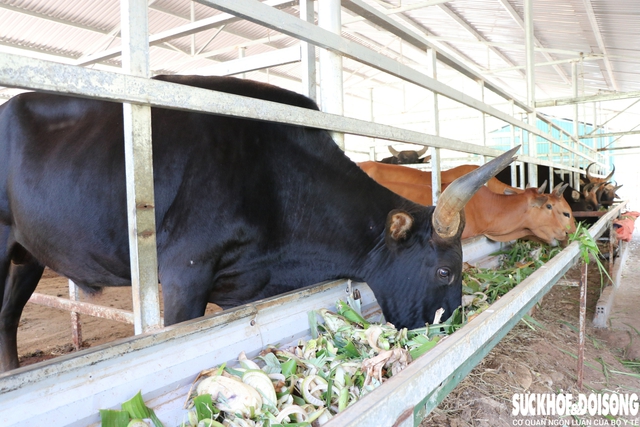 Đàn động vật quý hiếm lai ở Việt Nam được bồi dưỡng như thế nào để vượt qua nắng nóng?- Ảnh 2. Đàn động vật quý hiếm lai ở Việt Nam được bồi dưỡng như thế nào để vượt qua nắng nóng?- Ảnh 2.