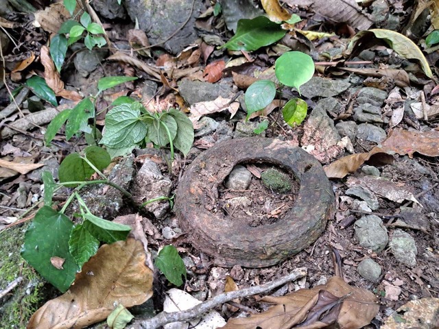 Sự thật về bức tường đá giữa rừng già- Ảnh 2.