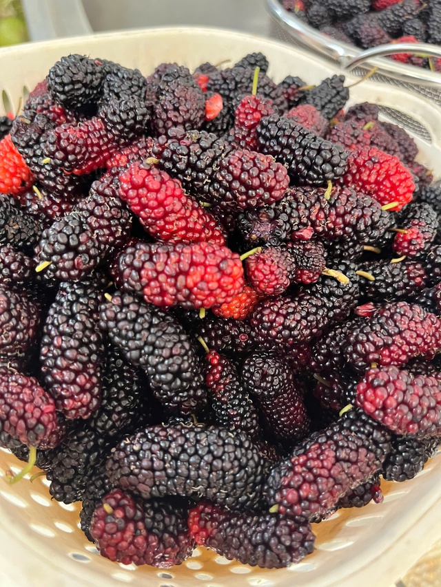 5 biến tấu món ăn ngon miệng từ quả dâu tằm- Ảnh 1. 5 biến tấu món ăn ngon miệng từ quả dâu tằm- Ảnh 1.