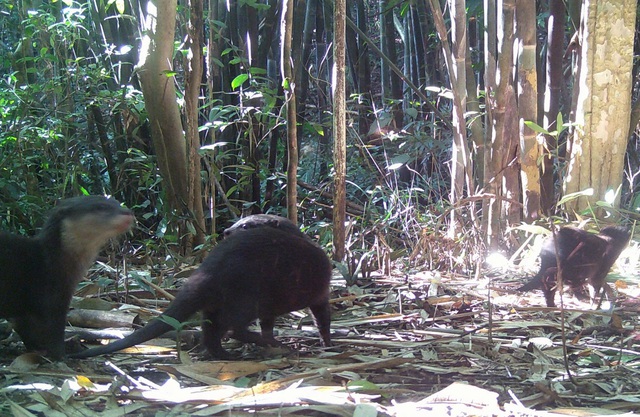 Giám đốc Vườn quốc gia chỉ ra những việc người dân cần làm khi gặp động, thực vật quý hiếm- Ảnh 3.