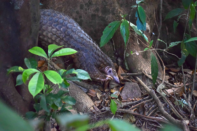 Thả 9 cá thể tê tê quý hiếm về Vườn Quốc gia Cúc Phương và Bạch Mã- Ảnh 5.
