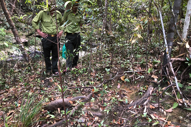 Thả 9 cá thể tê tê quý hiếm về Vườn Quốc gia Cúc Phương và Bạch Mã- Ảnh 4.