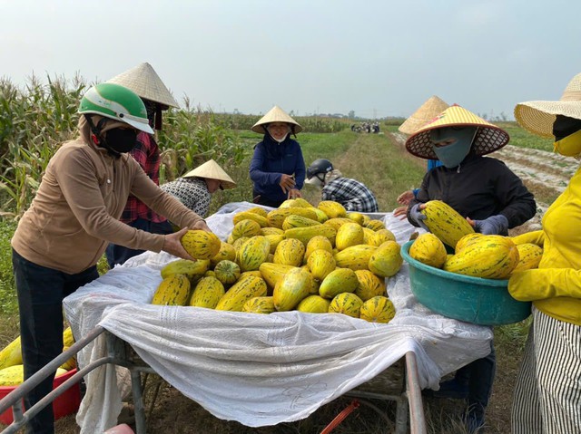 Ấm lòng cảnh dân làng "giải cứu" 10 tấn dưa cho người phụ nữ bị gãy chân- Ảnh 2.