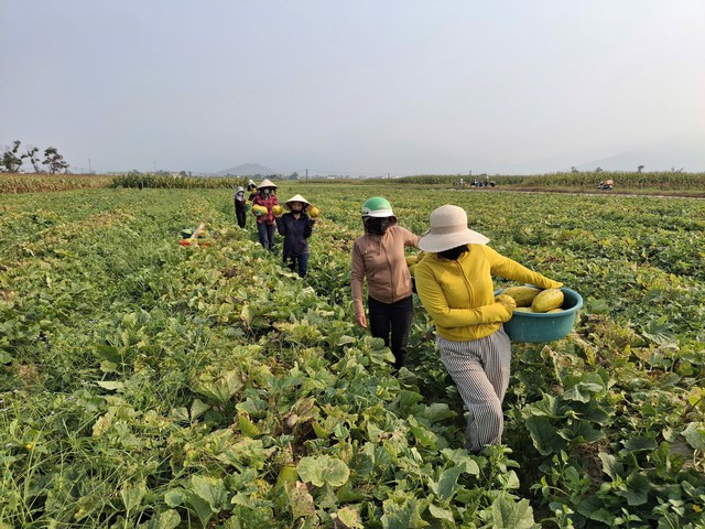 Ấm lòng cảnh dân làng "giải cứu" 10 tấn dưa cho người phụ nữ bị gãy chân- Ảnh 1.