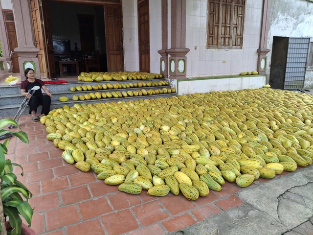 Ấm lòng cảnh dân làng "giải cứu" 10 tấn dưa cho người phụ nữ bị gãy chân- Ảnh 3.