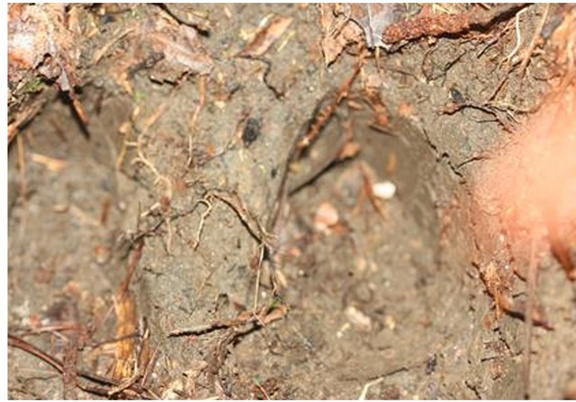 Phát hiện nhiều cá thể động vật quý hiếm xuất hiện tại vườn quốc gia ở Khánh Hòa- Ảnh 2.