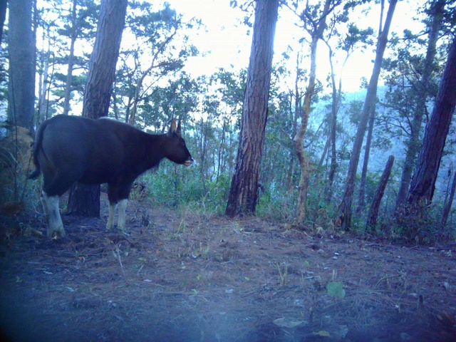 Phát hiện nhiều cá thể động vật quý hiếm xuất hiện tại vườn quốc gia ở Khánh Hòa- Ảnh 1.