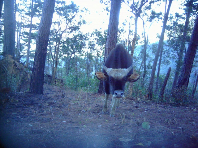 Phát hiện nhiều cá thể động vật quý hiếm xuất hiện tại vườn quốc gia ở Khánh Hòa- Ảnh 3.