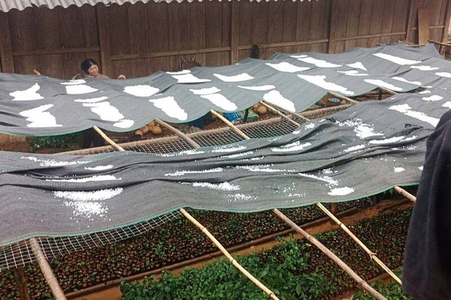 Mưa đá trắng xóa, dày đặc ở Sơn La làm hỏng hoa màu của người dân - Ảnh 2.
