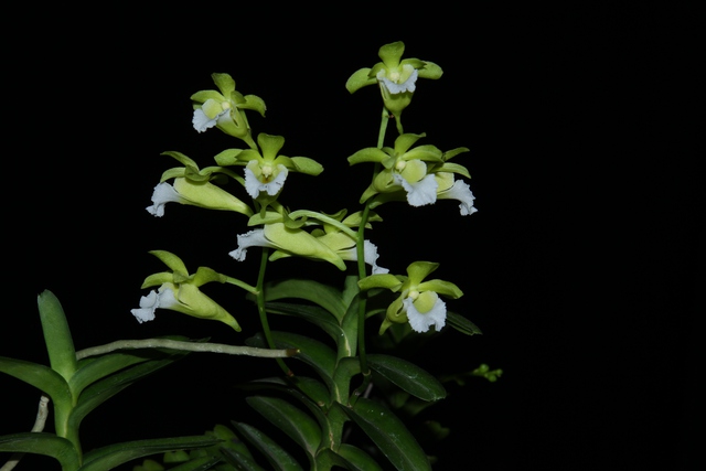 Ngắm các loài động, thực vật quý hiếm tại 2 Vườn Quốc gia ở Khánh Hoà- Ảnh 3.