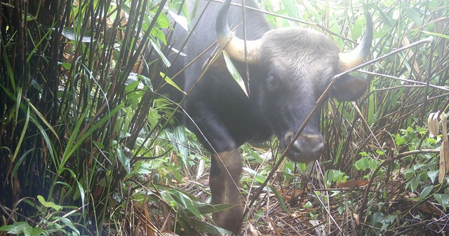 Loạt ảnh "chụp lén" động vật quý hiếm trong núi rừng Quảng Ngãi- Ảnh 1.