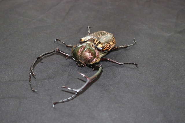 Loạt ảnh "chụp lén" động vật quý hiếm trong núi rừng Quảng Ngãi- Ảnh 10.