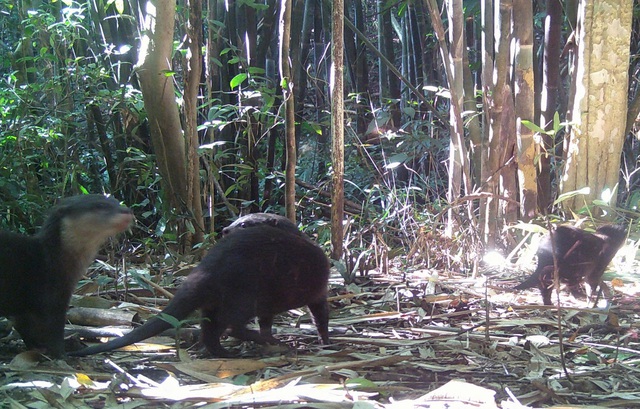 Loạt ảnh "chụp lén" động vật quý hiếm trong núi rừng Quảng Ngãi- Ảnh 2.