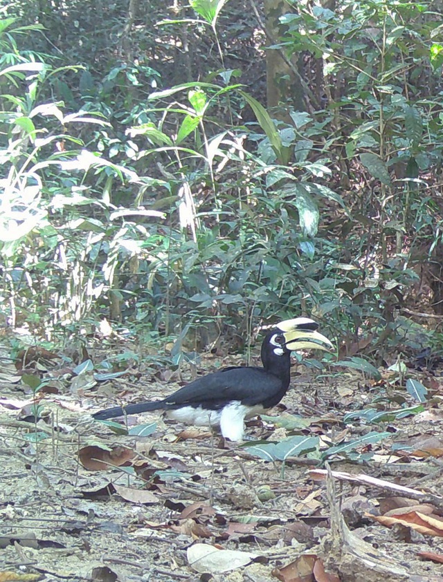 Loạt ảnh "chụp lén" động vật quý hiếm trong núi rừng Quảng Ngãi- Ảnh 3.