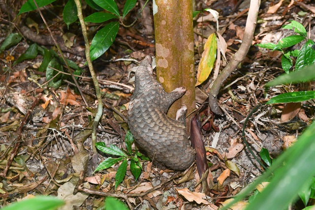 Loạt ảnh "chụp lén" động vật quý hiếm trong núi rừng Quảng Ngãi- Ảnh 4.