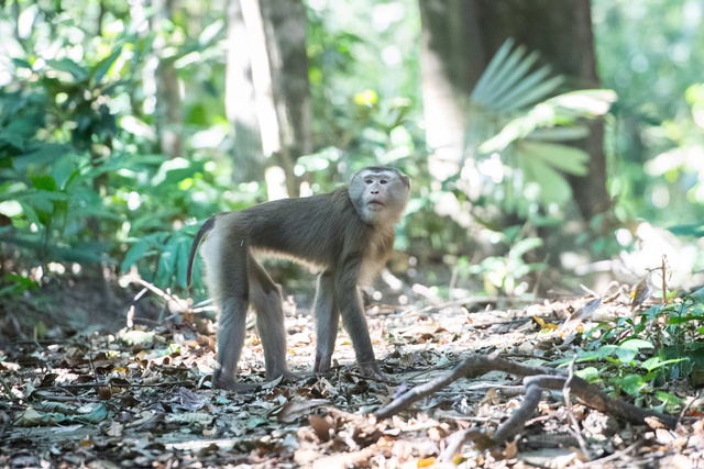 Loạt ảnh "chụp lén" động vật quý hiếm trong núi rừng Quảng Ngãi- Ảnh 5.