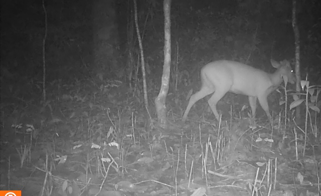 Loạt ảnh "chụp lén" động vật quý hiếm trong núi rừng Quảng Ngãi- Ảnh 6.