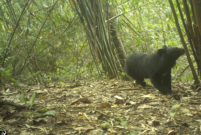 Loạt ảnh "chụp lén" động vật quý hiếm trong núi rừng Quảng Ngãi- Ảnh 7.