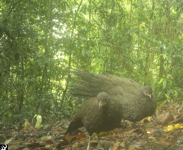 Loạt ảnh "chụp lén" động vật quý hiếm trong núi rừng Quảng Ngãi- Ảnh 8.