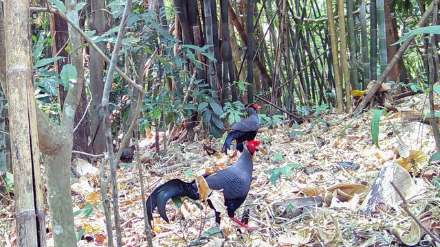 Loạt ảnh "chụp lén" động vật quý hiếm trong núi rừng Quảng Ngãi- Ảnh 9.