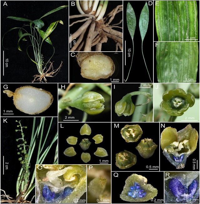 Ngắm các loài động, thực vật quý hiếm tại 2 Vườn Quốc gia ở Khánh Hoà- Ảnh 5.