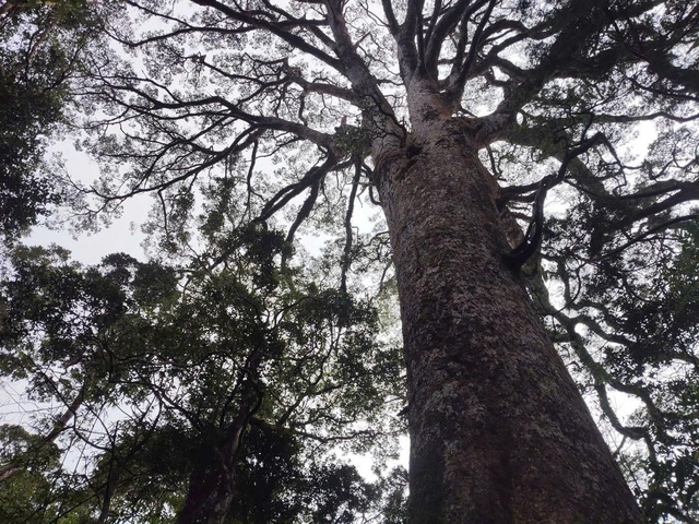 Ngắm các loài động, thực vật quý hiếm tại 2 Vườn Quốc gia ở Khánh Hoà- Ảnh 7.