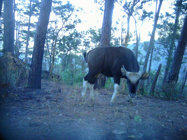 Ngắm các loài động, thực vật quý hiếm tại 2 Vườn Quốc gia ở Khánh Hoà- Ảnh 4.