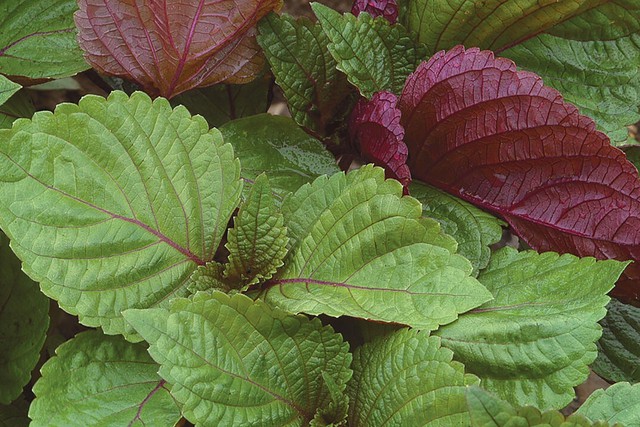 Bác sĩ chỉ ra những điều cần biết khi dùng nước lá tía tô- Ảnh 1.