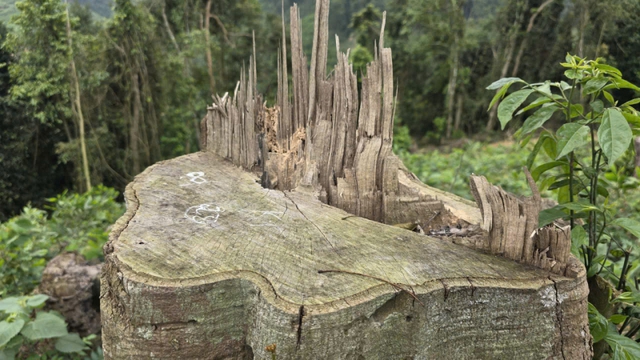 Phạt tiền và bắt phải trồng lại cây bản địa đối với người phá rừng- Ảnh 1.