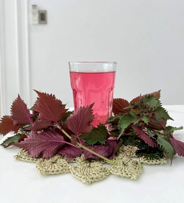 Bác sĩ chỉ ra những điều cần biết khi dùng nước lá tía tô- Ảnh 2.