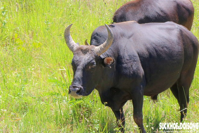 Đàn động vật quý hiếm ở Khánh Hòa thích nghi tốt, mở hướng bảo tồn nguồn gen quý- Ảnh 2.