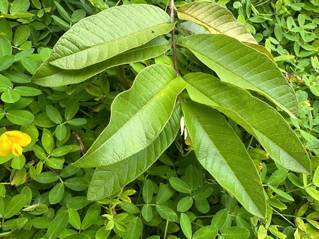 Uống nước lá ổi có tác dụng gì?- Ảnh 2.